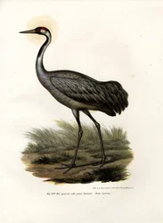 Grue cendrée, 1864